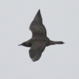 Parasitic Jaeger 4216