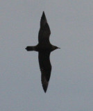 Parasitic Jaeger 4160