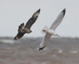 Parasitic Jaeger 4150