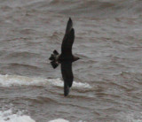 Parasitic Jaeger 3986