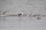 Slaty-backed Gull 3505