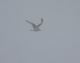 Black-legged Kittiwake 4741