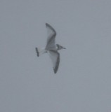 Black-legged Kittiwake 4774