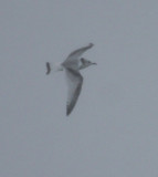 Black-legged Kittiwake 4775