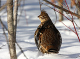 Ruffed Grouse 4828