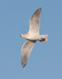 Thayers/Kumliens Gull 5168