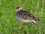 Upland Sandpiper 3