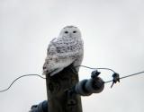 Snowy Owl 4 (immature male?)