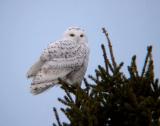 Snowy Owl 4