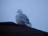 Snowy Owl 5 (immature male?)