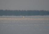 Snowy Owl 6 (unknown)