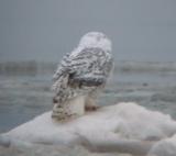 Snowy Owl 9