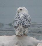 Snowy Owl 9