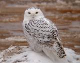 Snowy Owl 12 (immature male?)