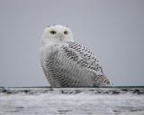 Snowy Owl 12