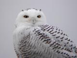 Snowy Owl 12