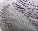 Snowy Owl 12