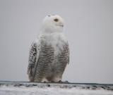 Snowy Owl 12