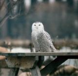 Snowy Owl 1