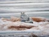 Snowy Owl 14 (immature male?)