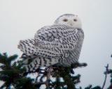 Snowy Owl 13 (immature female)