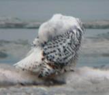 Snowy Owl 9