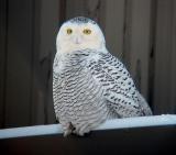 Snowy Owl 16 (adult female?)