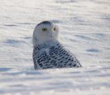 Snowy Owl 16