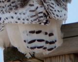 Snowy Owl 16