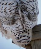 Snowy Owl 16