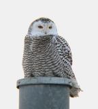 Snowy Owl 17