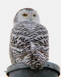 Snowy Owl 17
