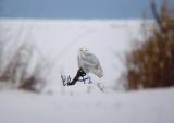 Snowy Owl 18
