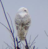 Snowy Owl 18