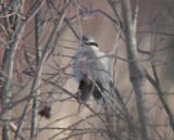 Northern Shrike with small rodent