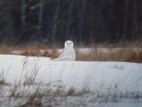 Snowy Owl 21 (adult male?)