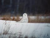 Snowy Owl 21 (adult male?)