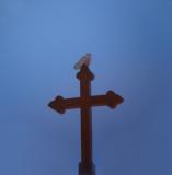 Snowy Owl 22 (immature male?)