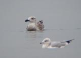 Great Black-backed Gull