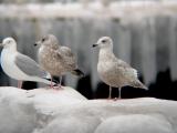 Iceland Gull