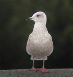 Iceland Gull