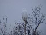 Snowy Owl 21