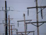 Snowy Owl 20