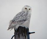 Snowy Owl 20 (imm male?)