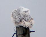 Snowy Owl 20