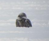 Snowy Owl 24