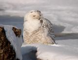 Snowy Owl 23