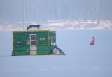 Snowy Owl 24