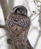 Northern Hawk Owl