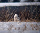Snowy Owl 25